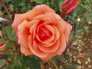 ALISON (floribunda)